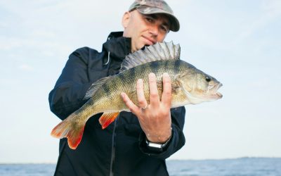 Sveriges största abborre – vikt & längd