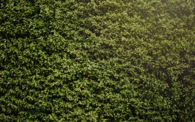 Vad ska man tänka på innan man klipper häcken?